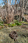BB 10 0399 / Coronella austriaca / Slettsnok